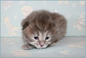 
Female Siberian Kitten from Deedlebug Siberians